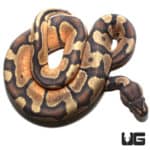Hypo Enchi 66% Het Rainbow Ball Python (Python regius) For Sale - Underground Reptiles