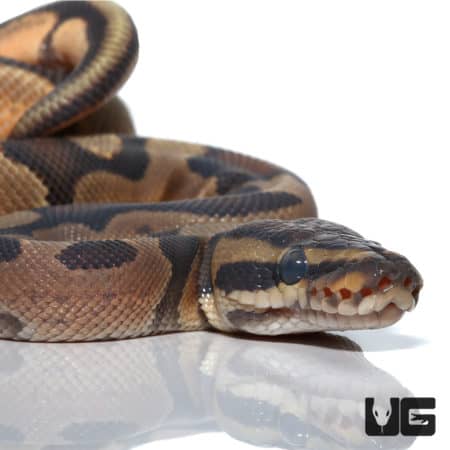 Hypo Enchi 66% Het Rainbow Ball Python (Python regius) For Sale - Underground Reptiles