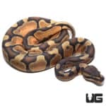 Hypo Enchi 66% Het Rainbow Ball Python (Python regius) For Sale - Underground Reptiles