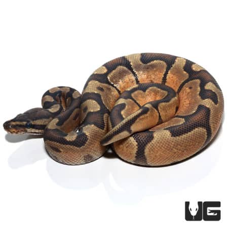 Hypo Enchi 66% Het Rainbow Ball Python (Python regius) For Sale - Underground Reptiles