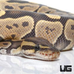 Hypo Het Caramel Ball Python (Python regius) For Sale - Underground Reptiles