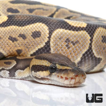 Hypo Het Caramel Ball Python (Python regius) For Sale - Underground Reptiles