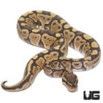 Hypo Het Caramel Ball Python (Python regius) For Sale - Underground Reptiles