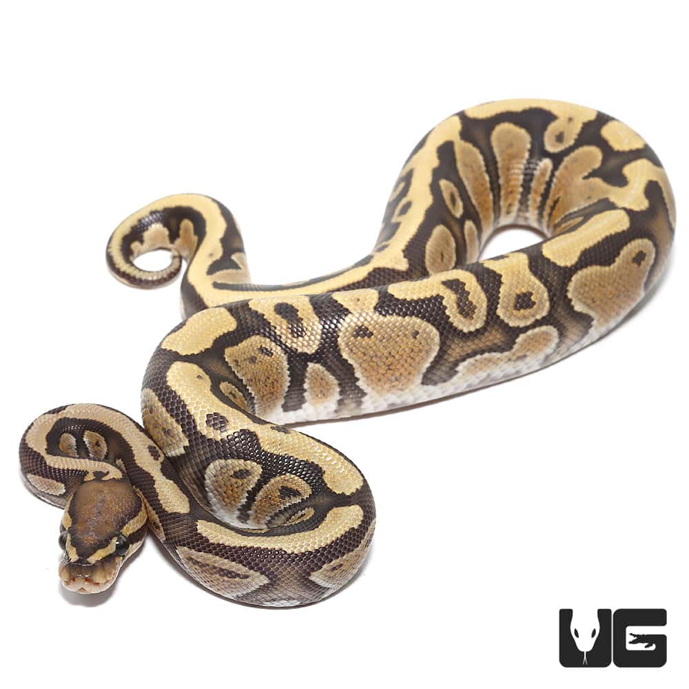 Hypo Het Pied Ball Python (Python regius) For Sale - Underground Reptiles