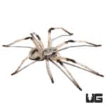 Israeli Desert Huntsman Spider (Cerbalus aravaensis) For Sale - Underground Reptiles