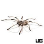 Israeli Desert Huntsman Spider (Cerbalus aravaensis) For Sale - Underground Reptiles