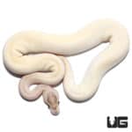 Ivory Banana Pos Enchi Pos OD Ball Python (Python regius) For Sale - Underground Reptiles