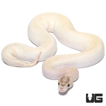 Ivory Banana Pos Enchi Pos OD Ball Python (Python regius) For Sale - Underground Reptiles