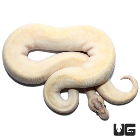 Freedom DinkerIvory Enchi (Pos High Intensity Super Orange Dream) Ball Python (Python regius) For Sale - Underground Reptile