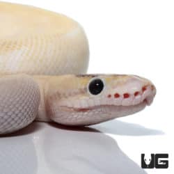 Freedom DinkerIvory Enchi (Pos High Intensity Super Orange Dream) Ball Python (Python regius) For Sale - Underground Reptile