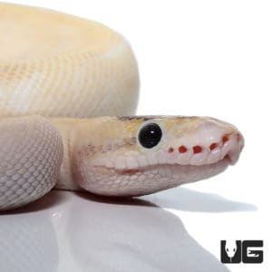 Snakes For Sale - Underground Reptiles