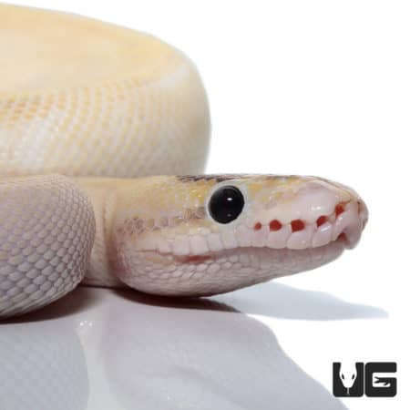 Freedom DinkerIvory Enchi (Pos High Intensity Super Orange Dream) Ball Python (Python regius) For Sale - Underground Reptile