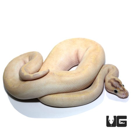 Freedom DinkerIvory Enchi (Pos High Intensity Super Orange Dream) Ball Python (Python regius) For Sale - Underground Reptile