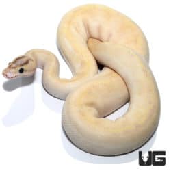 Freedom DinkerIvory Enchi (Pos High Intensity Super Orange Dream) Ball Python (Python regius) For Sale - Underground Reptile