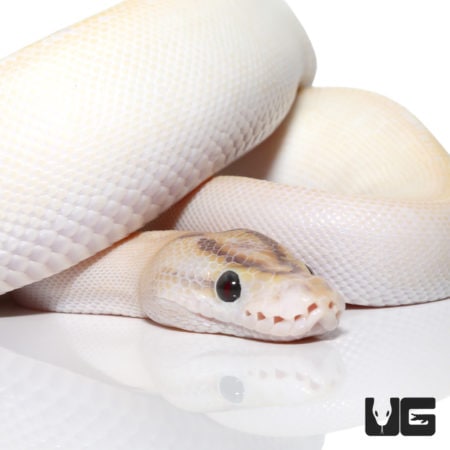 Ivory Orange Dream Enchi (Pos Super Enchi Redstripe, Fire) Ball Python (Python regius) For Sale - Underground Reptiles