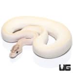 Ivory Orange Dream Enchi (Pos Super Enchi Redstripe, Fire) Ball Python (Python regius) For Sale - Underground Reptiles