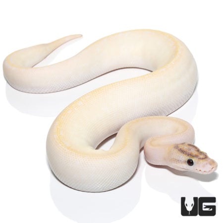 Ivory Orange Dream Enchi (Pos Super Enchi Redstripe, Fire) Ball Python (Python regius) For Sale - Underground Reptiles