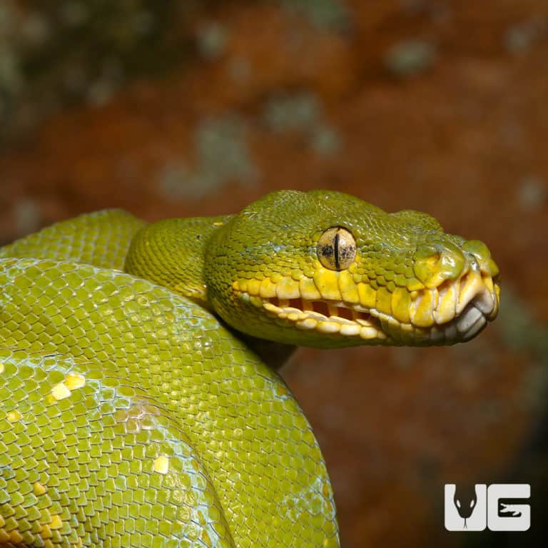 Baby Jayapura Green Tree Python For Sale - Underground Reptiles