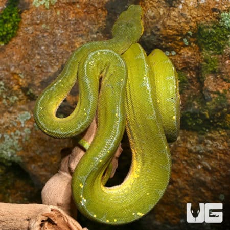 Green Tree Pythons For Sale - Underground Reptiles