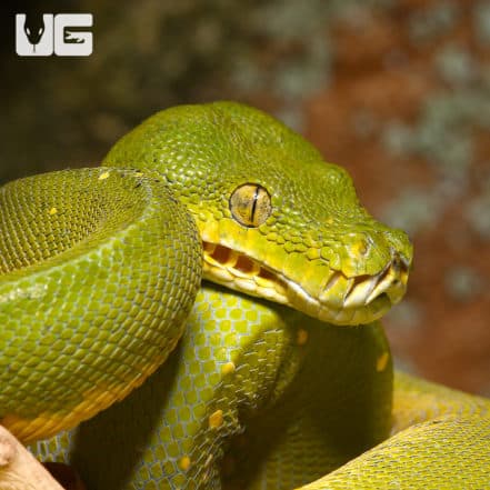 Green Tree Pythons For Sale - Underground Reptiles