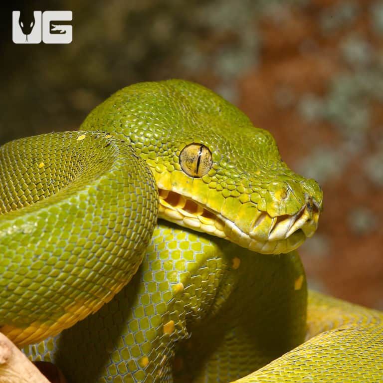 Green Tree Pythons For Sale - Underground Reptiles