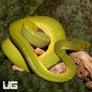 Green Tree Pythons For Sale - Underground Reptiles