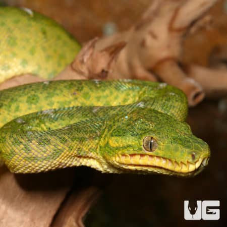 Juvenile Emerald Tree Boa #1 (Corallus caninus) For Sale - Underground Reptiles