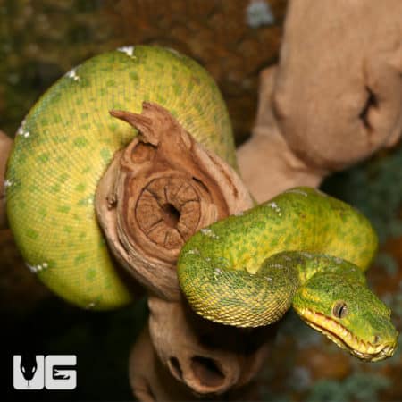 Juvenile Emerald Tree Boa #1 (Corallus caninus) For Sale - Underground Reptiles