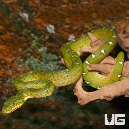 Juvenile Emerald Tree Boa #1 (Corallus caninus) For Sale - Underground Reptiles