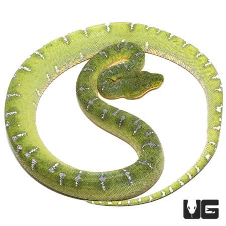 Emerald Tree Boas For Sale - Underground Reptiles