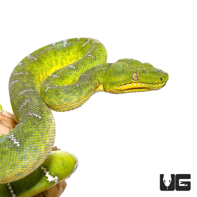 Emerald Tree Boas For Sale Underground Reptiles