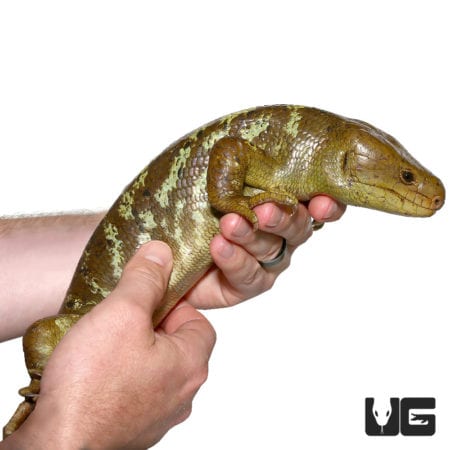 Juvenile Monkey Tail Skink (Corucia zebrata) For Sale - Underground Reptiles