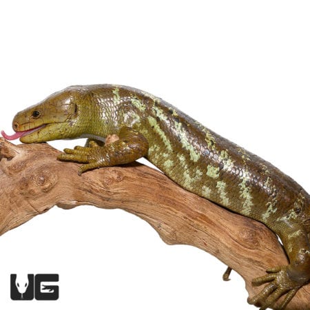 Juvenile Monkey Tail Skink (Corucia zebrata) For Sale - Underground Reptiles