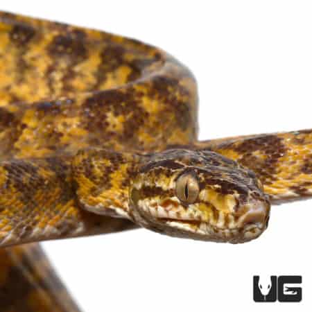 Leopard Phase Amazon Tree Boa (Corallus caninus) For Sale - Underground Reptiles
