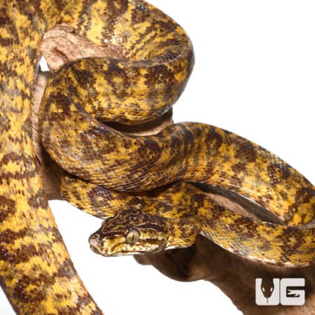 Leopard Phase Amazon Tree Boa (Corallus caninus) For Sale - Underground Reptiles