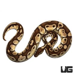 Lesser OD Het Albino Ball Python (Python regius) For Sale - Underground Reptiles