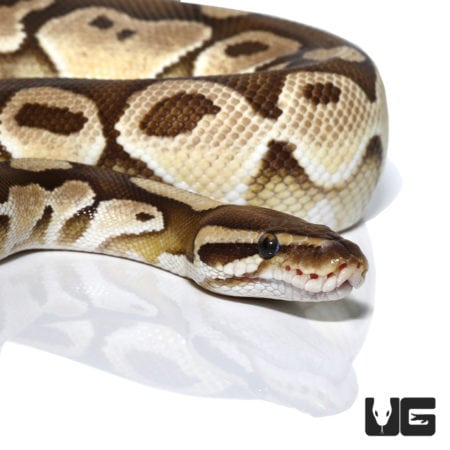 Lesser OD Het Albino Ball Python (Python regius) For Sale - Underground Reptiles