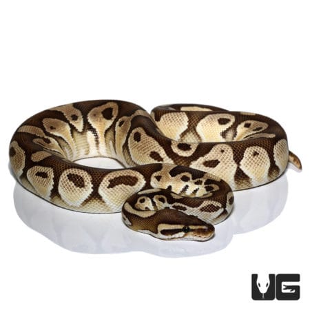 Lesser OD Het Albino Ball Python (Python regius) For Sale - Underground Reptiles