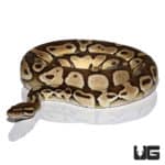 Lesser OD Het Albino Ball Python (Python regius) For Sale - Underground Reptiles