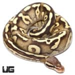 2020 Disco Yellowbelly Pastel Mojave Ball Python (Python regius) For Sale - Underground Reptiles