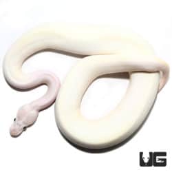 2020 Ivory Poss Highway Pastel Disco Ball Python (Python regius) For Sale - Underground Reptiles
