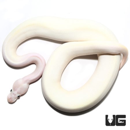 2020 Ivory Poss Highway Pastel Disco Ball Python (Python regius) For Sale - Underground Reptiles