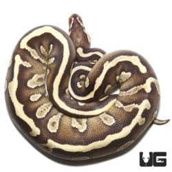2020 Mojave Disco Yellowbelly Het Hypo Ball Python (Python regius) For Sale - Underground Reptiles
