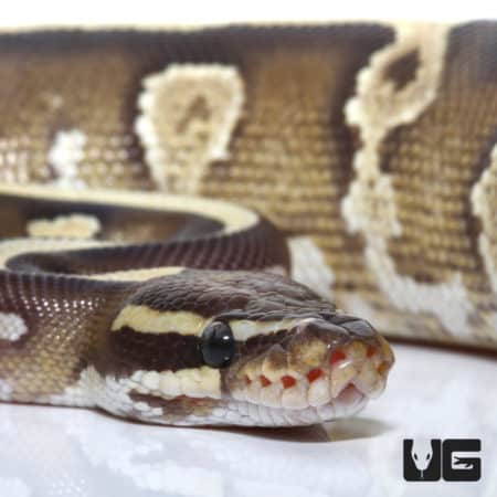 2020 Mojave Disco Yellowbelly Het Hypo Ball Python (Python regius) For Sale - Underground Reptiles