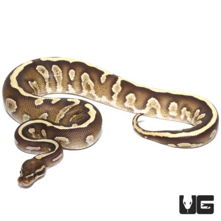 2020 Mojave Disco Yellowbelly Het Hypo Ball Python (Python regius) For Sale - Underground Reptiles