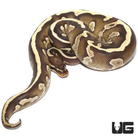 2020 Mojave Disco Yellowbelly Het Hypo Ball Python (Python regius) For Sale - Underground Reptiles