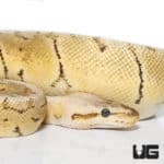 Mandarin Pinstripe Fire Ball Python (Python regius) For Sale - Underground Reptiles