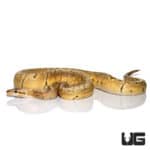Mandarin Pinstripe Fire Ball Python (Python regius) For Sale - Underground Reptiles