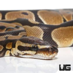 Microscale Het Clown Ball Python (Python regius) For Sale - Underground Reptiles