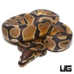 Microscale Het Clown Ball Python (Python regius) For Sale - Underground Reptiles